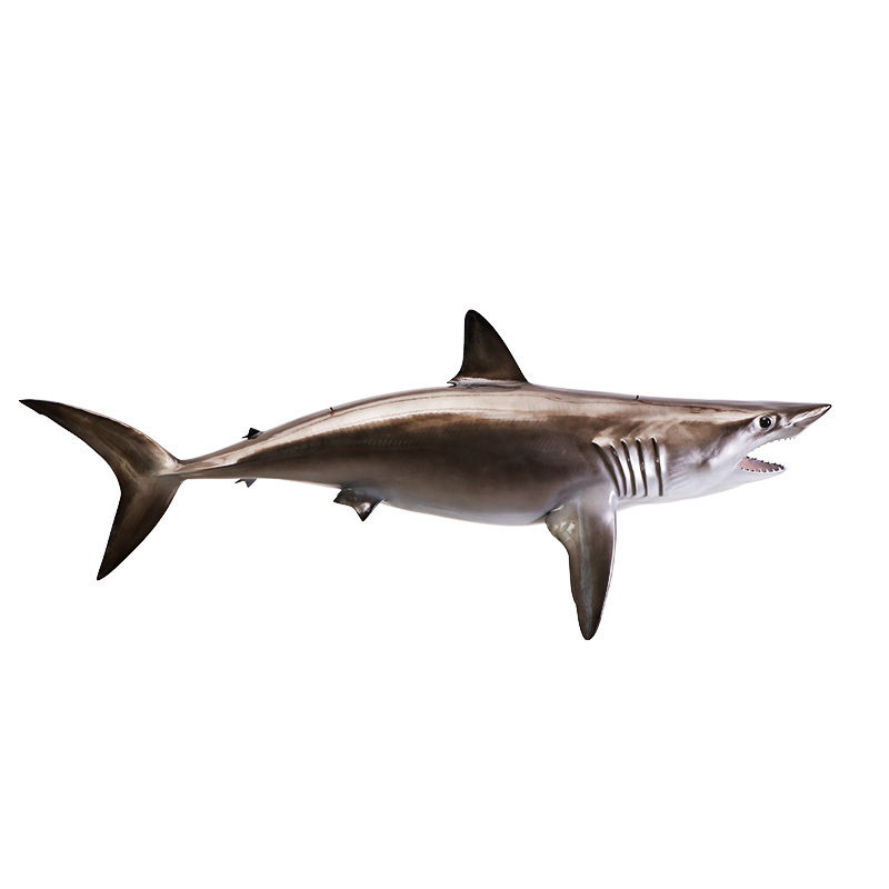 Fish Mount 70-inch Mako Shark Wall Mount Decor Plaque Texidermy  Release Mount  Hand-painted Barracuda Ocean Conservation