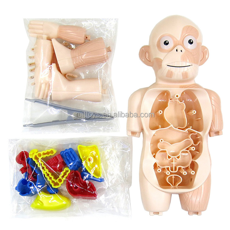 DIY Assembled Anatomy Organs 3D Model Human torso Body Educational Toys for Kids