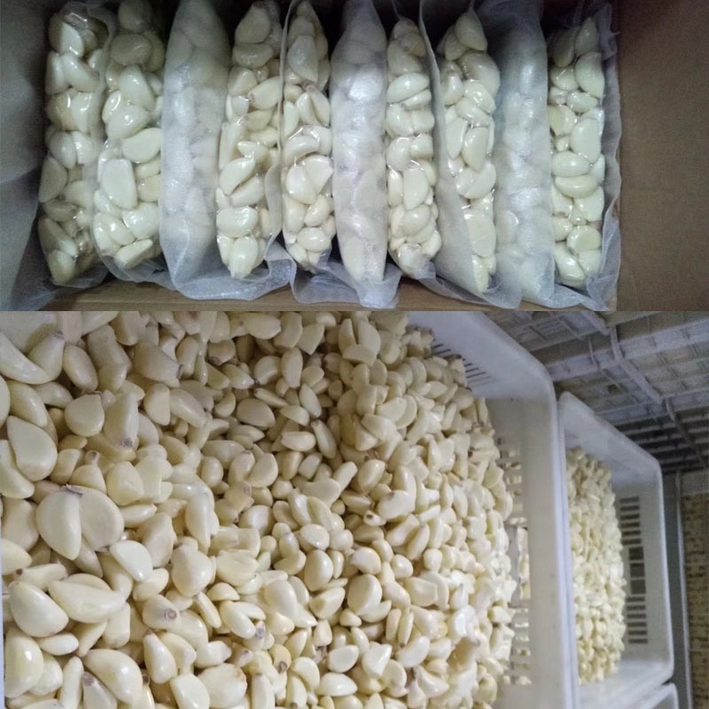 Automatic garlic peeler / garlic ginger peeling machine/garlic peeling machine