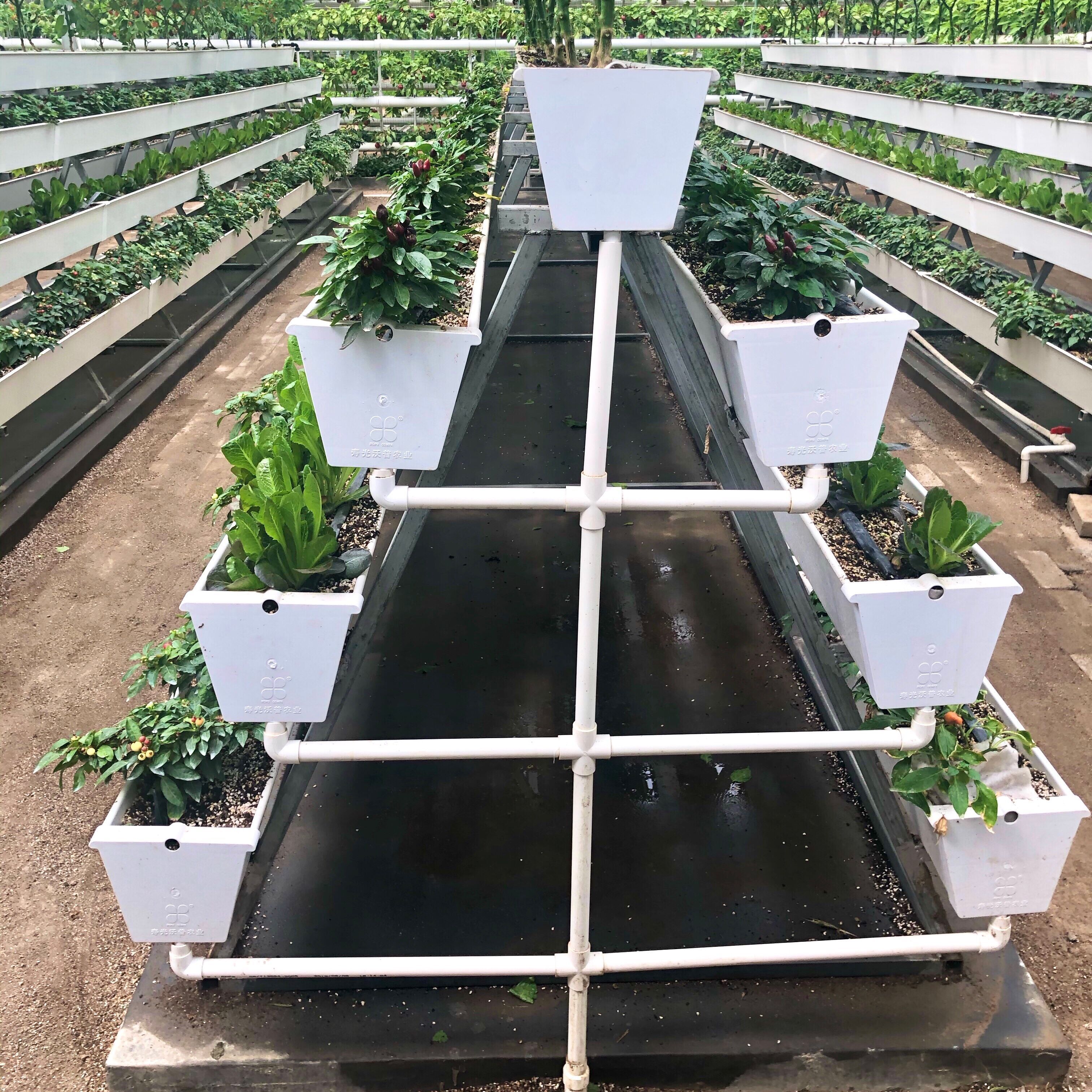 Vertical Hydroponic System With Grow Light Led Dutch Bucket Commercial Home Autopot Rolling Tables Ebb And Flow Automatic