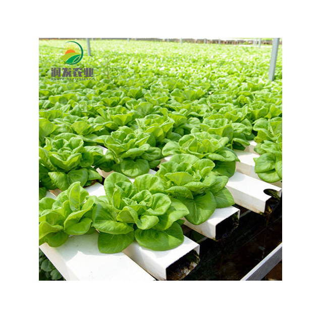 Commercial Hydroponic Growing Systems NFT With Agriculture Equipment And Tools