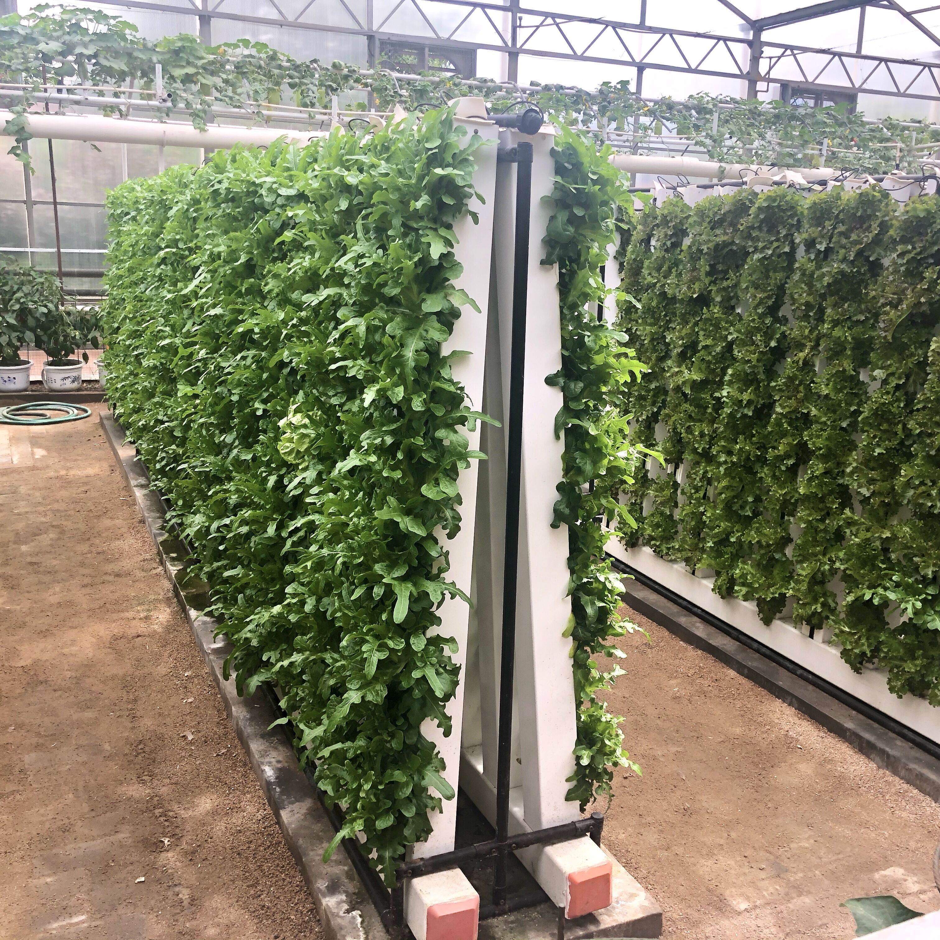 Vertical Hydroponic System With Grow Light Led Dutch Bucket Commercial Home Autopot Rolling Tables Ebb And Flow Automatic