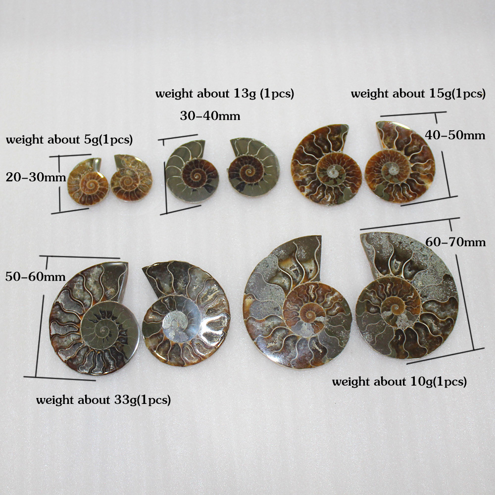 Natural high quality snail fossils ammonite fossils madagascar conch fossils for sale