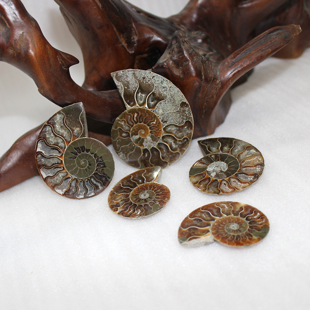 Natural high quality snail fossils ammonite fossils madagascar conch fossils for sale