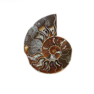 Natural high quality snail fossils ammonite fossils madagascar conch fossils for sale