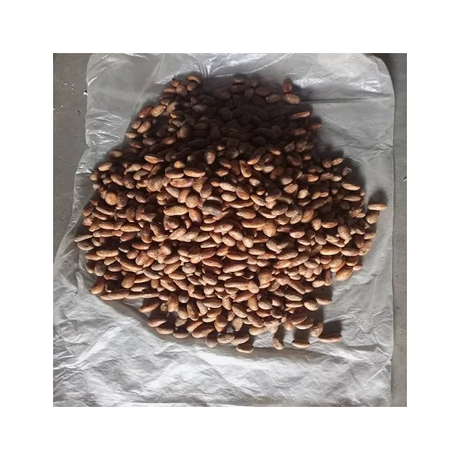 High Nutritious Big Size Premium Quality Wholesale Bulk Organic Tiger Nuts from Nigeria Origin Supplier for Sale