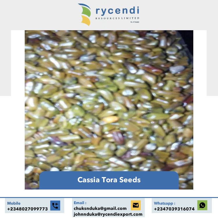 Premium Grade Excellent Quality Best Selling Single Spices & Herbs Cassia Tora Seeds from Nigeria Origin Exporter