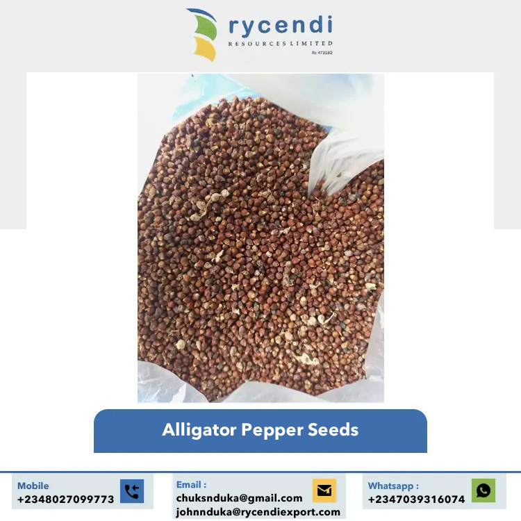 Single Spices & Herbs Products Natural Taste and Original Flavor Raw and Dried Alligator Pepper Seed at Best Price