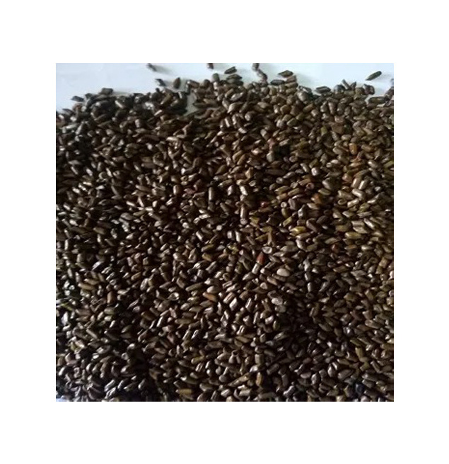 Premium Grade Excellent Quality Best Selling Single Spices & Herbs Cassia Tora Seeds from Nigeria Origin Exporter