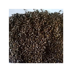 Premium Grade Excellent Quality Best Selling Single Spices & Herbs Cassia Tora Seeds from Nigeria Origin Exporter