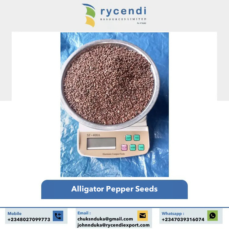 Single Spices & Herbs Products Natural Taste and Original Flavor Raw and Dried Alligator Pepper Seed at Best Price