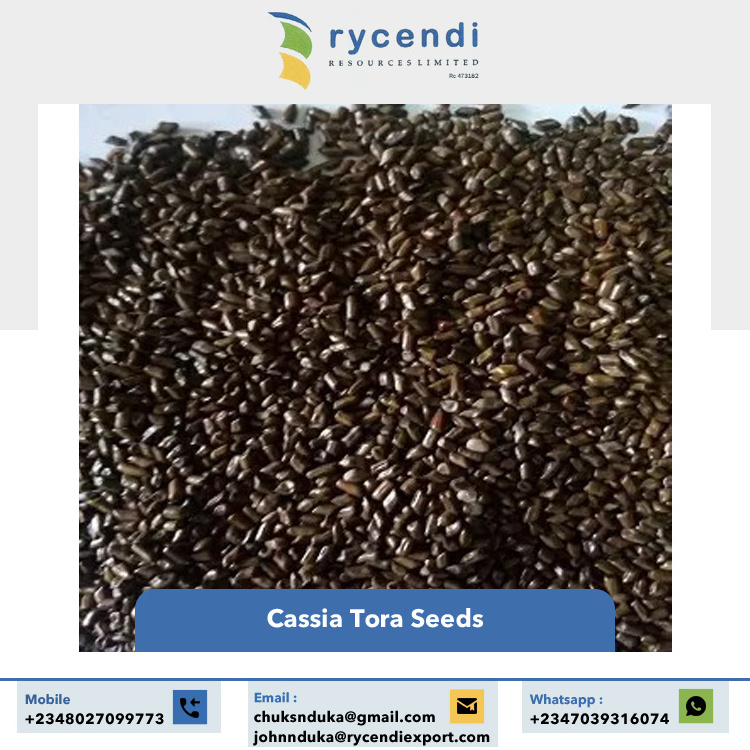 Premium Grade Excellent Quality Best Selling Single Spices & Herbs Cassia Tora Seeds from Nigeria Origin Exporter