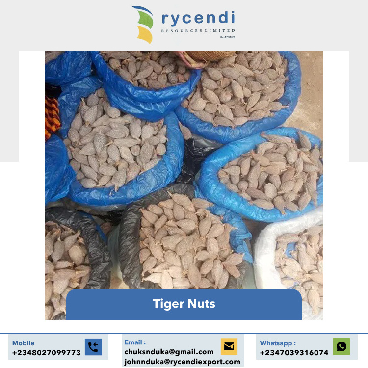 High Nutritious Big Size Premium Quality Wholesale Bulk Organic Tiger Nuts from Nigeria Origin Supplier for Sale