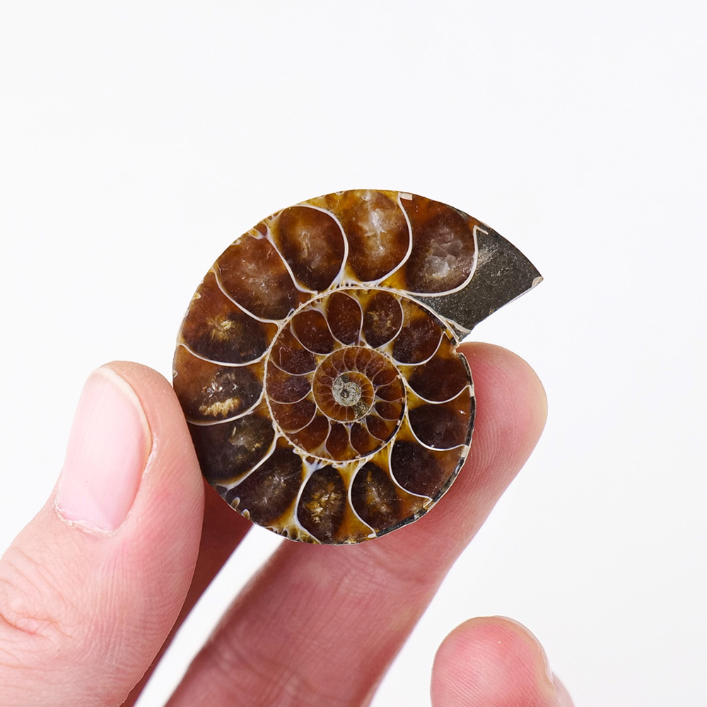 Natural High Quality Polished Nautilus Conch Ammonite Stone Fossil Pieces For Home Decoration