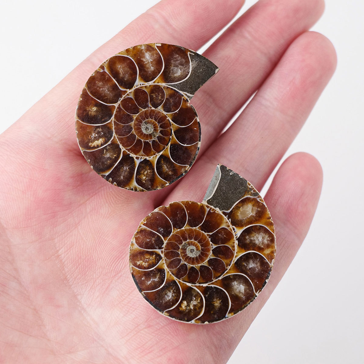 Natural High Quality Polished Nautilus Conch Ammonite Stone Fossil Pieces For Home Decoration