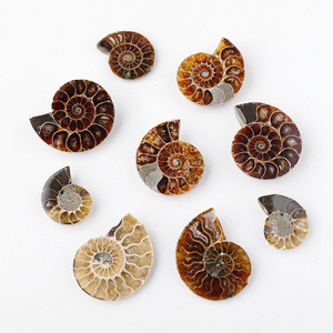 Natural High Quality Polished Nautilus Conch Ammonite Stone Fossil Pieces For Home Decoration