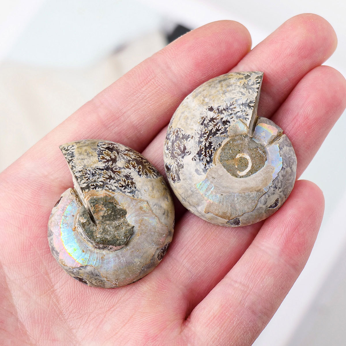 Natural High Quality Polished Nautilus Conch Ammonite Stone Fossil Pieces For Home Decoration