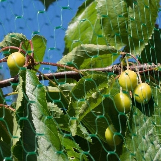 bird catch net