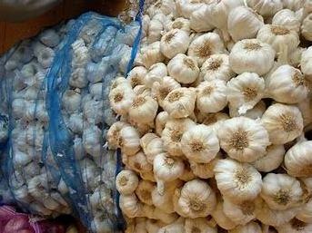 Fresh garlic pure white harvested in India used for kitchen cooking and boost immune system direct supply from factory