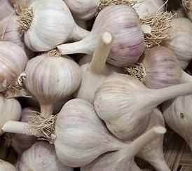 Fresh garlic pure white harvested in India used for kitchen cooking and boost immune system direct supply from factory