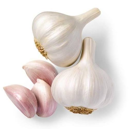 Fresh garlic pure white harvested in India used for kitchen cooking and boost immune system direct supply from factory