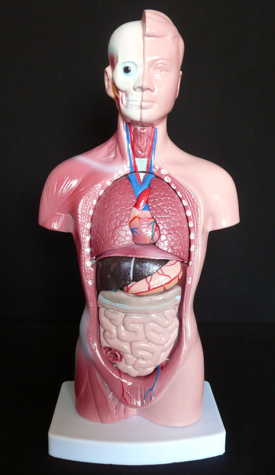 High  Quality Anatomy Organs Human Trunk Muscles Model Manikin For Surgery Skills Training