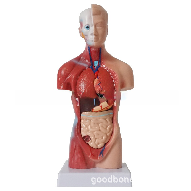 High  Quality Anatomy Organs Human Trunk Muscles Model Manikin For Surgery Skills Training