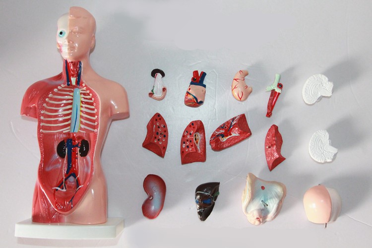 High  Quality Anatomy Organs Human Trunk Muscles Model Manikin For Surgery Skills Training