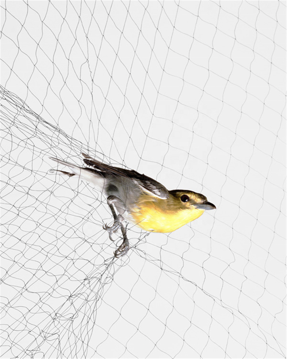 Light weight anti bird mist net Polyethylene Anti Bird Protection Net