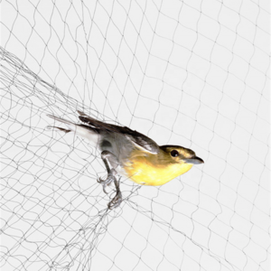 Light weight anti bird mist net Polyethylene Anti Bird Protection Net