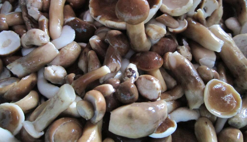 Fresh Melaleuca Mushroom For Vegetables Soup / Dried Tylopilus Felleus Vietnam For Healthy Diet