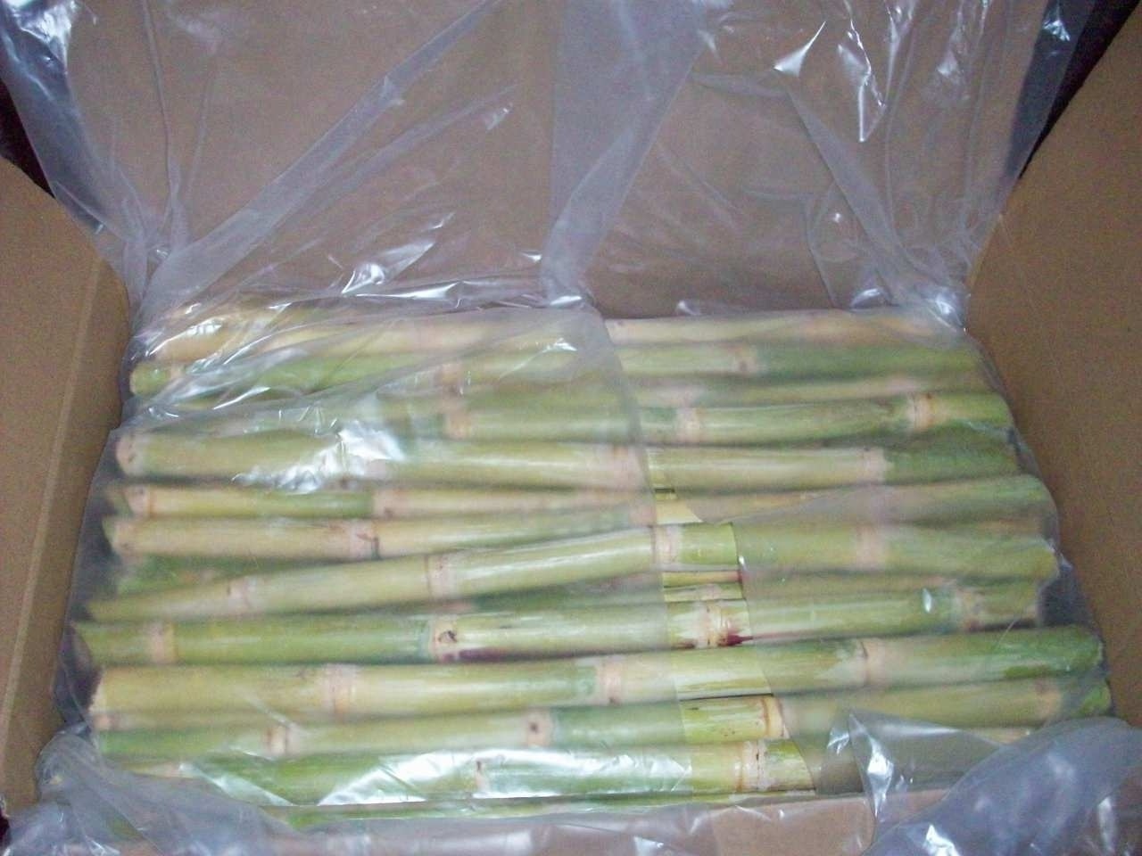 Tropical Fresh Sugar Cane For Summer Drink / Frozen Sugarcane Stick for Refresh Fruit Juice OEM Bulk Packing