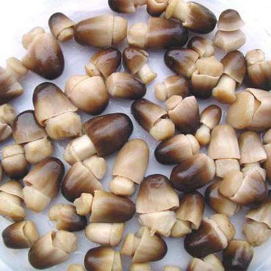 Canned straw mushroom best price from Vietnam