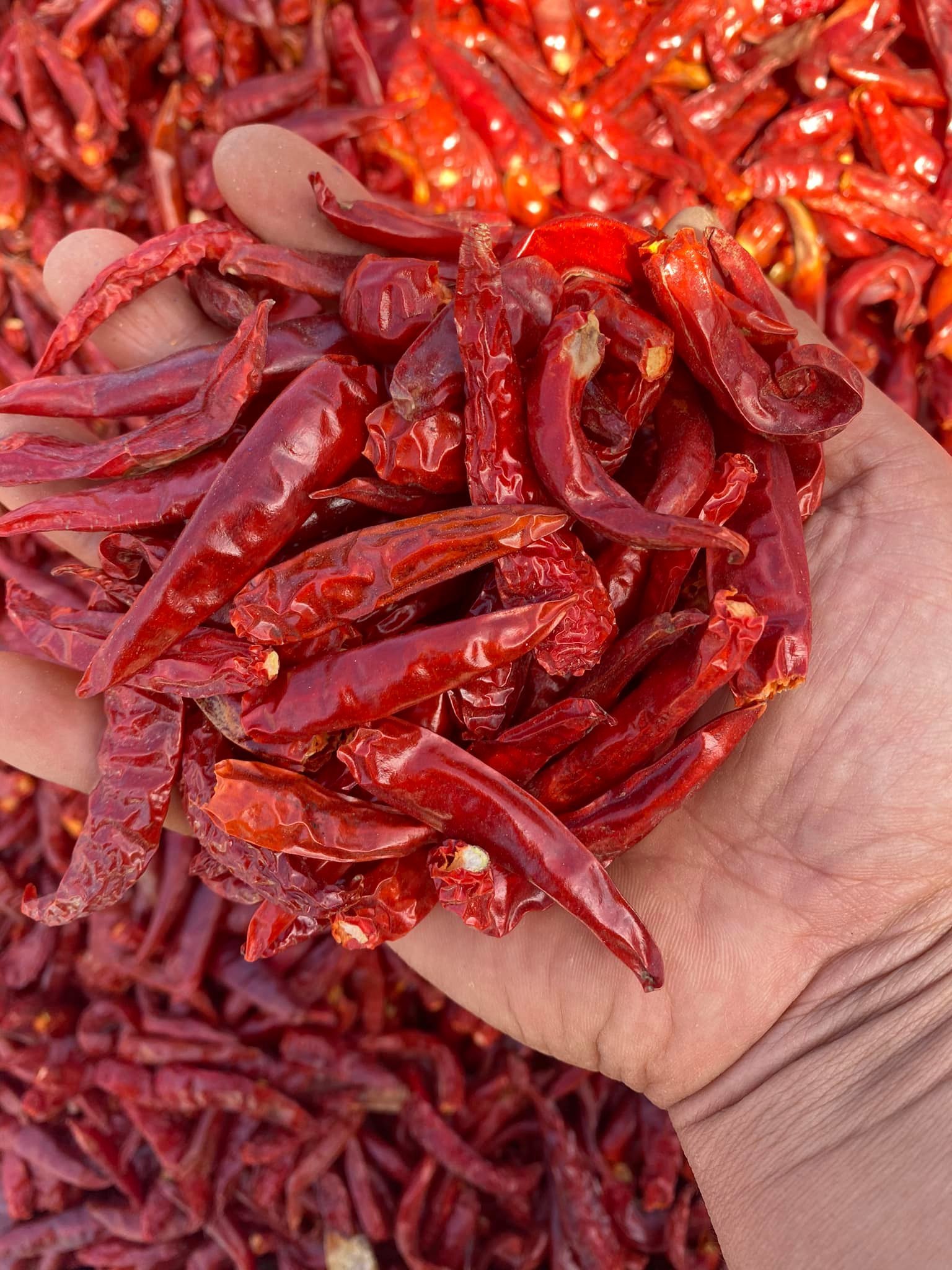 Wholesale dried hot chili good price from Vietnam/Dried spicy red chili cheapest price 2023/Vietnamses dried red chillies