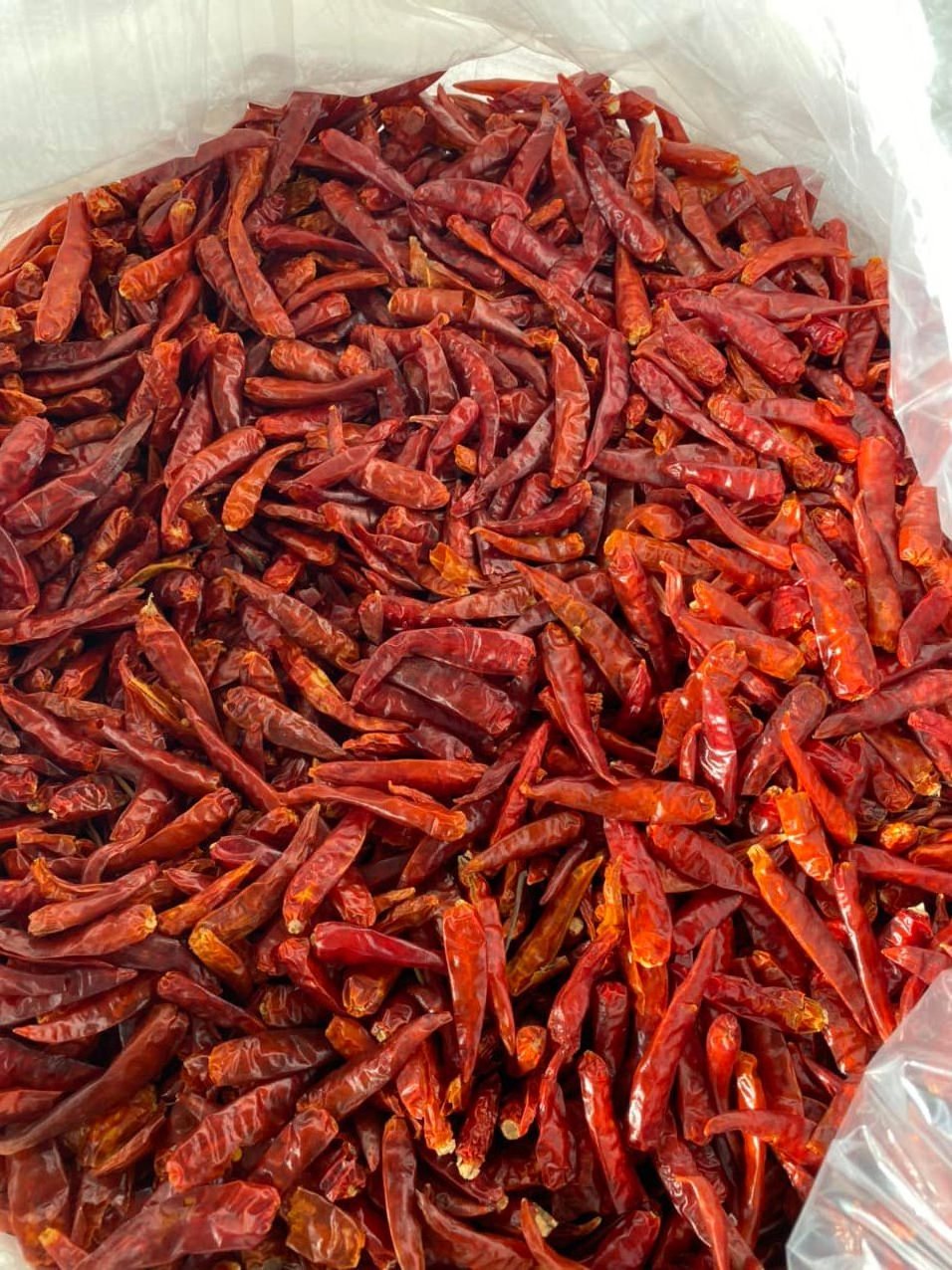 Wholesale dried hot chili good price from Vietnam/Dried spicy red chili cheapest price 2023/Vietnamses dried red chillies