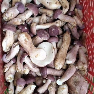 Fresh Melaleuca Mushroom For Vegetables Soup / Dried Tylopilus Felleus Vietnam For Healthy Diet