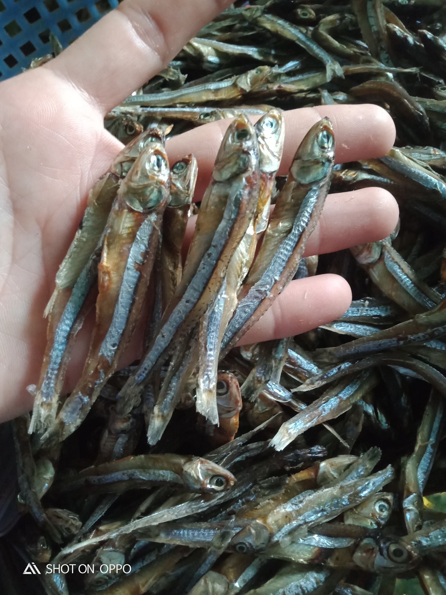 Dried seafood anchovy fish bulk packing high quality from Vietnam/Dried anchovy for export cheap price good quality from Vietnam