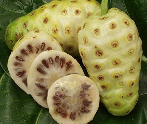 Noni Fruit For Herbal Tea and Detox Drink / Dry Noni Vietnam For Natural Soap