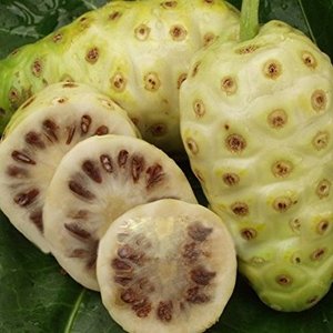 Noni Fruit For Herbal Tea and Detox Drink / Dry Noni Vietnam For Natural Soap