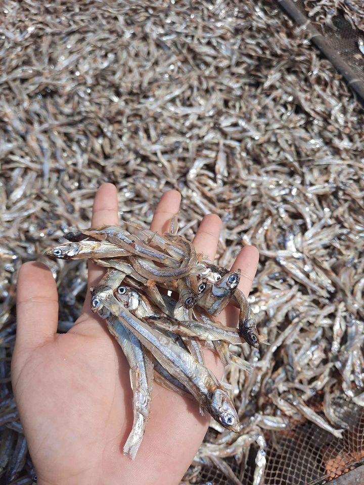 Dried seafood anchovy fish bulk packing high quality from Vietnam/Dried anchovy for export cheap price good quality from Vietnam