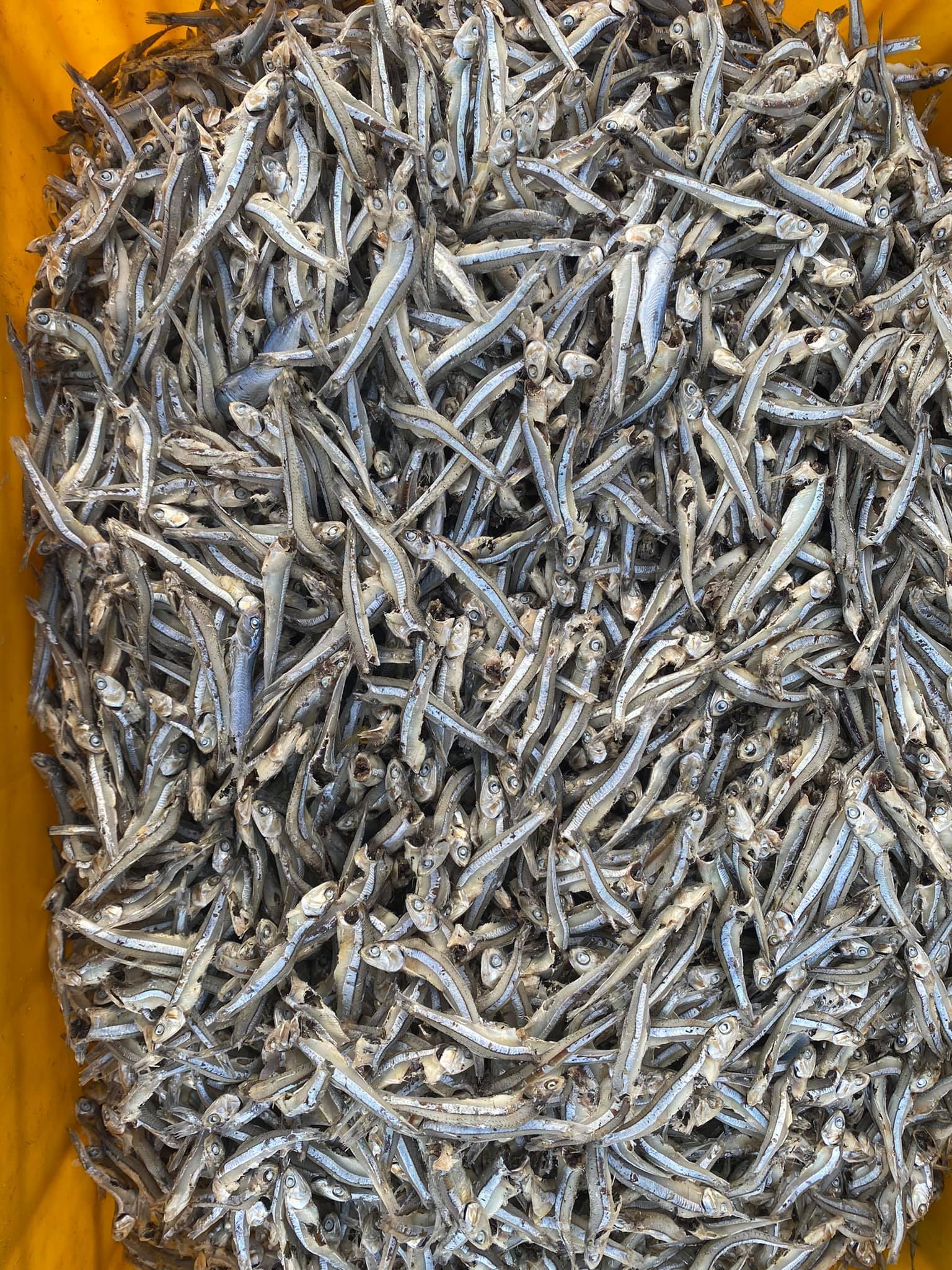 Dried seafood anchovy fish bulk packing high quality from Vietnam/Dried anchovy for export cheap price good quality from Vietnam