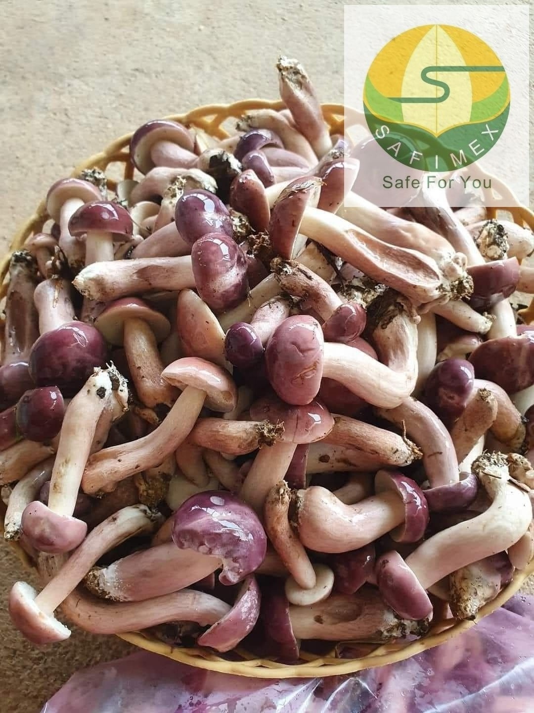 Fresh Melaleuca Mushroom For Vegetables Soup / Dried Tylopilus Felleus Vietnam For Healthy Diet