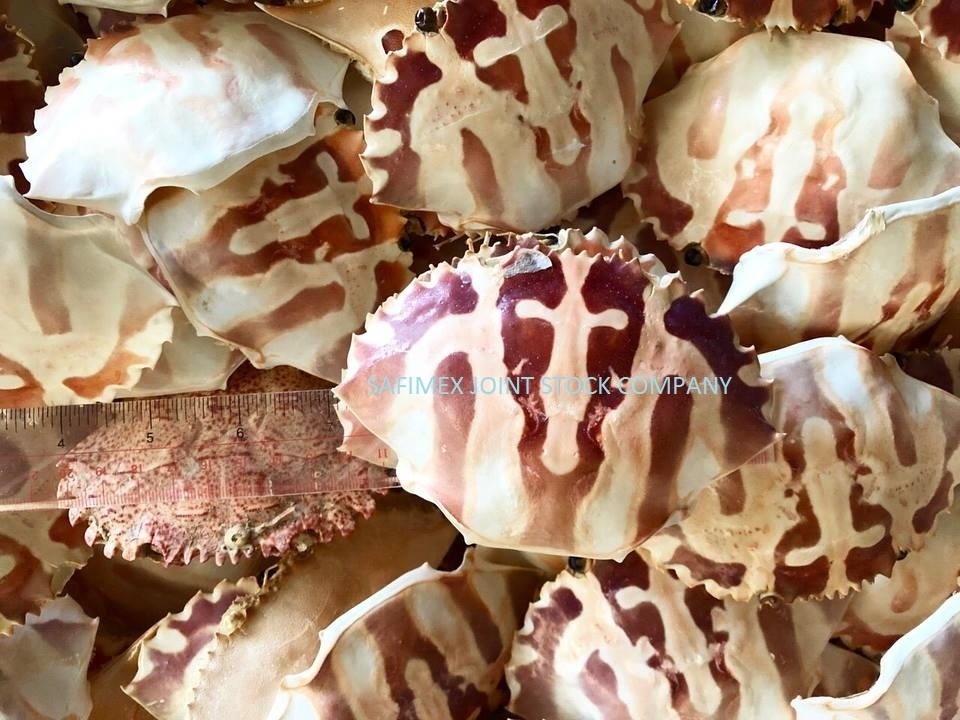 Wholesale Bulk Packaged Crab Shell Material Seashell for Painted Art Decoration Farci Stuff