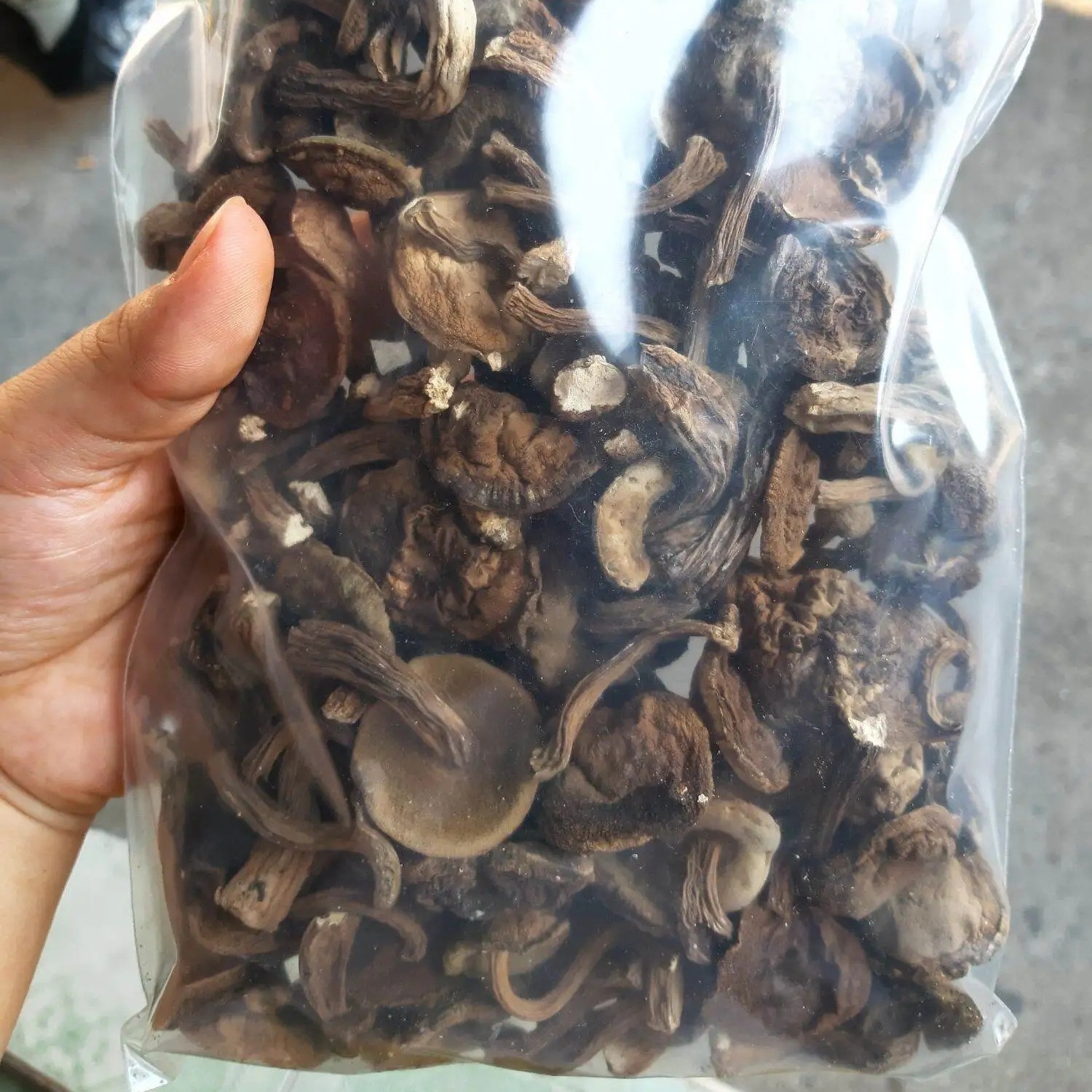 Fresh Melaleuca Mushroom for Vegetables Soup / Dried Tylopilus Felleus Mushroom OEM Bulk Packing