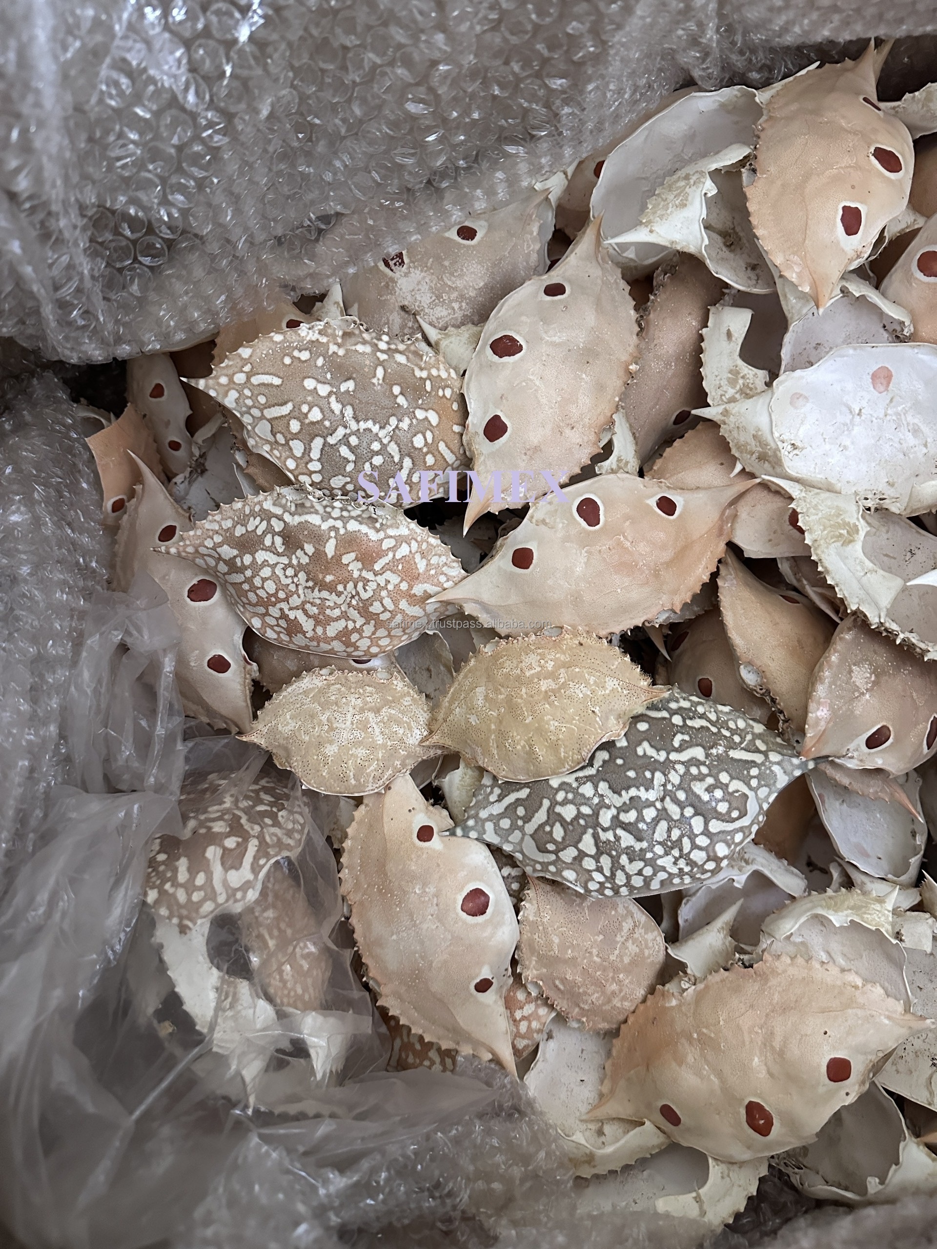 Wholesale Bulk Packaged Crab Shell Material Seashell for Painted Art Decoration Farci Stuff