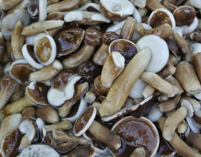 Fresh Melaleuca Mushroom for Vegetables Soup / Dried Tylopilus Felleus Mushroom OEM Bulk Packing