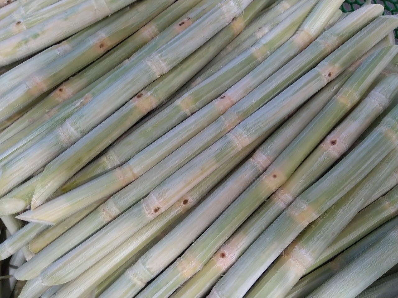 Tropical Fresh Sugar Cane For Summer Drink / Frozen Sugarcane Stick for Refresh Fruit Juice OEM Bulk Packing