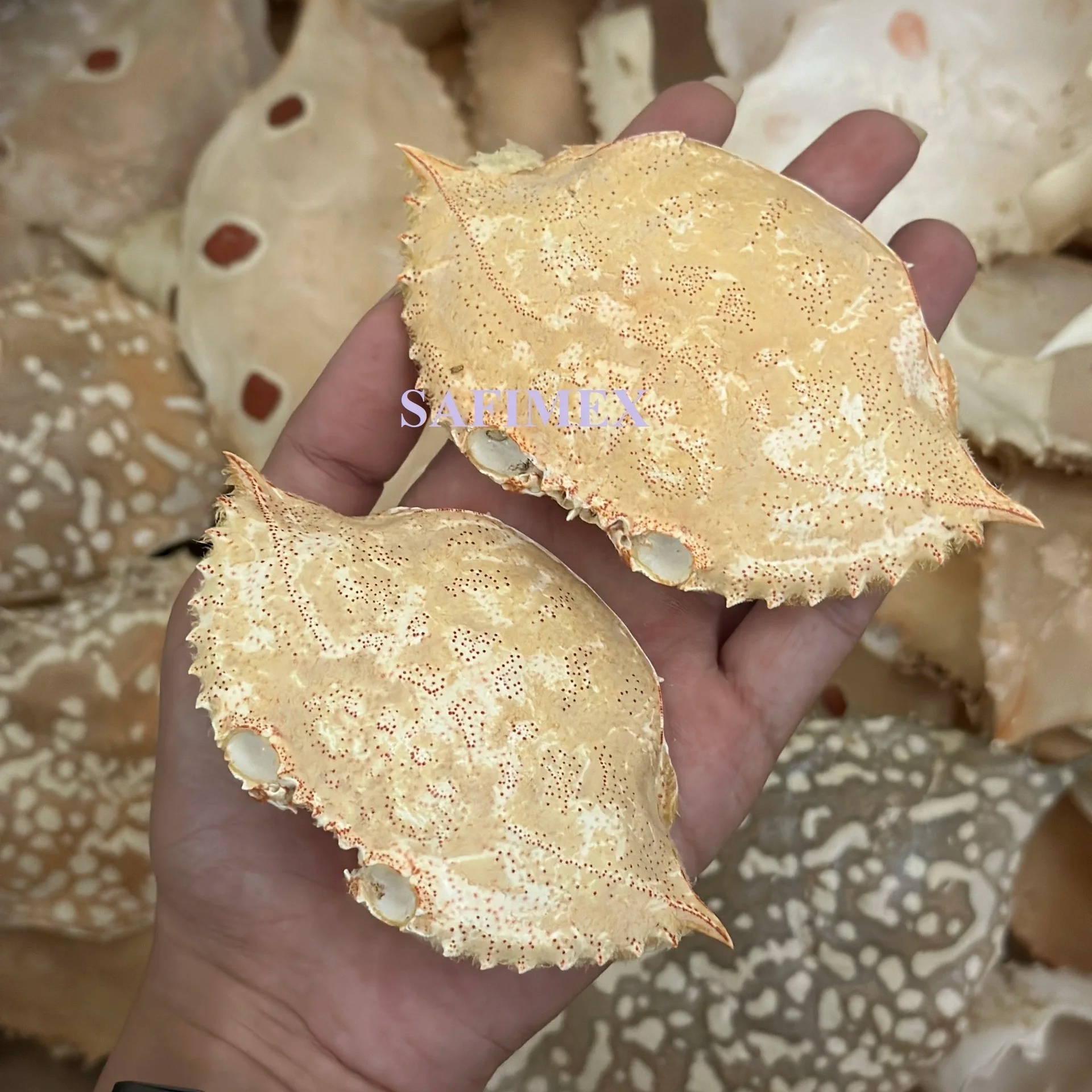 Wholesale Bulk Packaged Crab Shell Material Seashell for Painted Art Decoration Farci Stuff