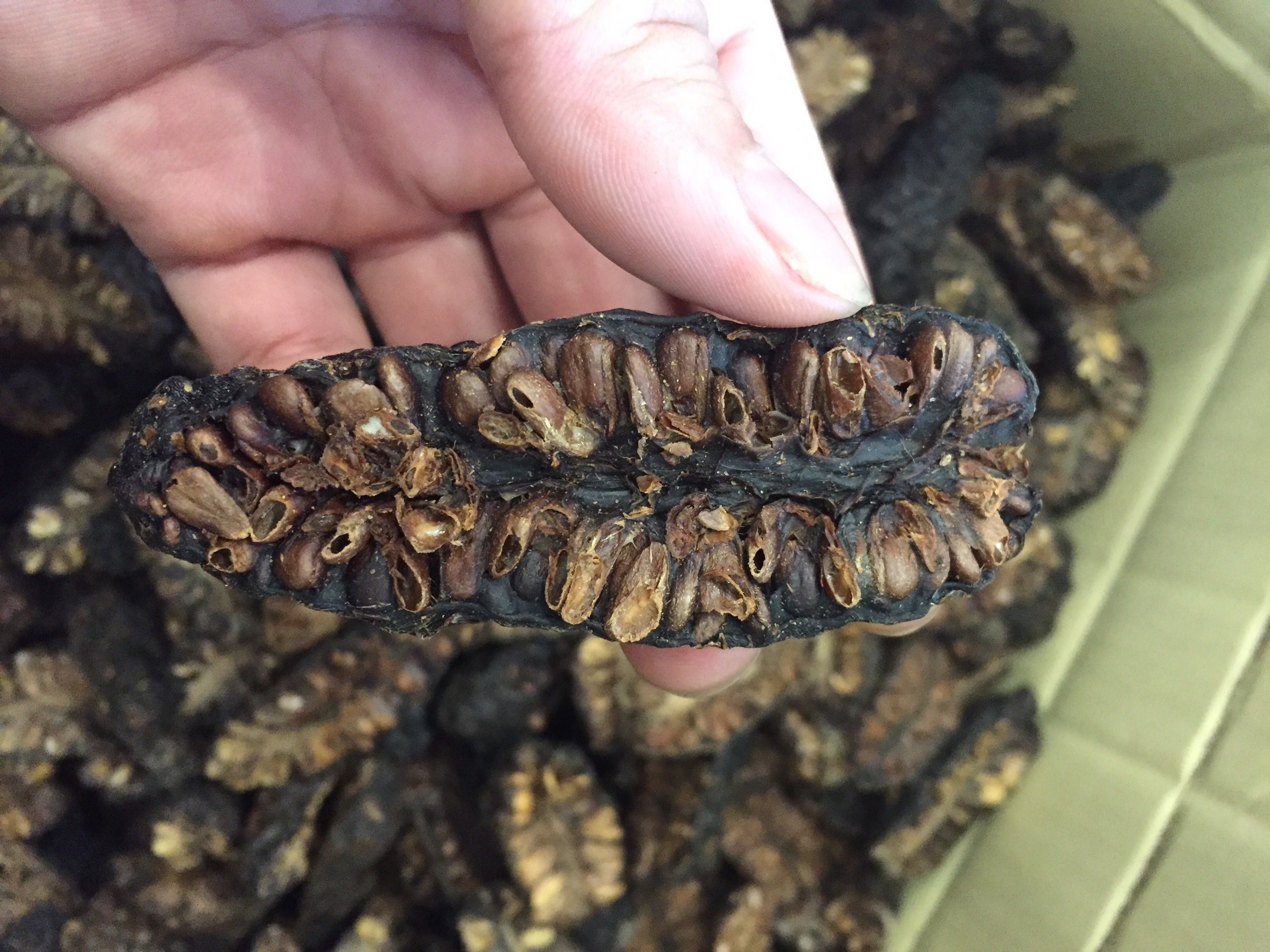 Dried Noni Fruit For Herbal Tea and Detox Drink / Noni Fruit For Making Soap OEM Bulk Packing