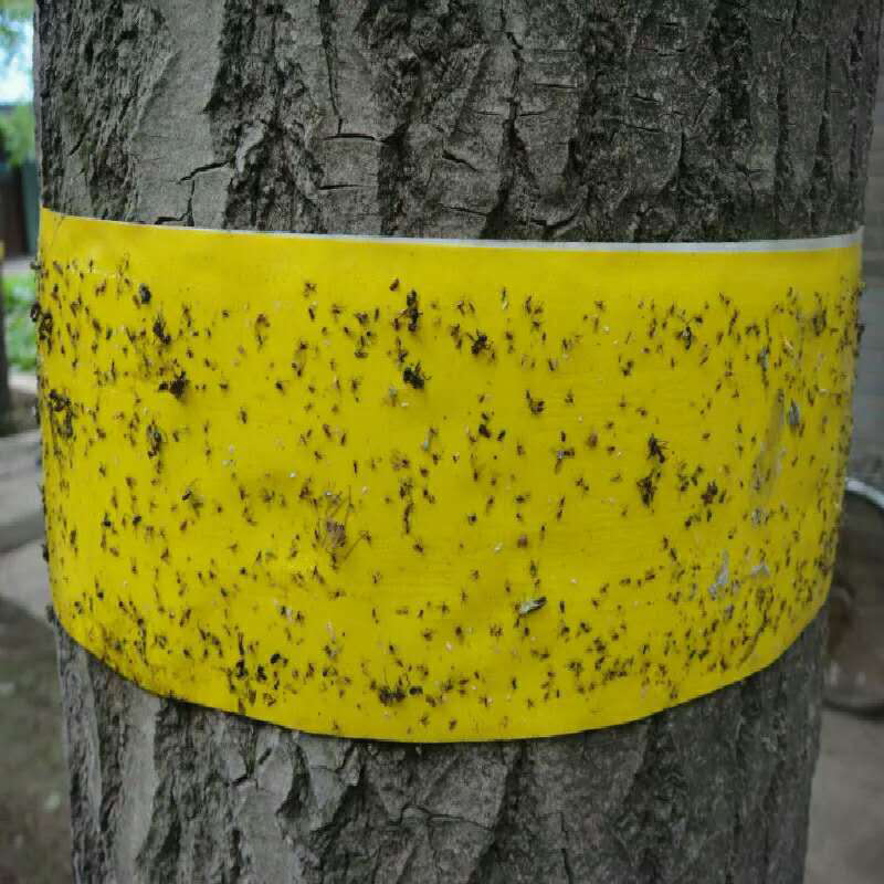 Saijzek OEM/OEM Waterproof insect double-sided Yellow Sticky Fruit Fly Paper Insect Glue Roll Traps